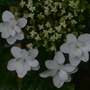 六月．．生まれたばかりの　②。。。！