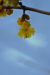 蠟梅が咲く　①。。。！