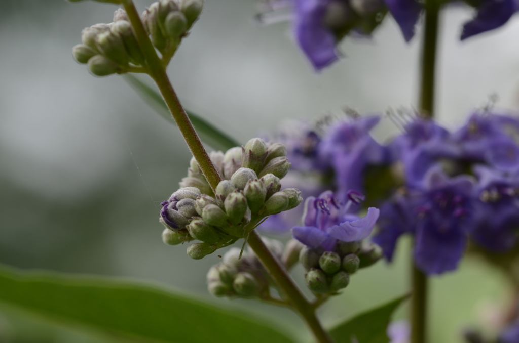 紫色の花つぼみ。。。。！