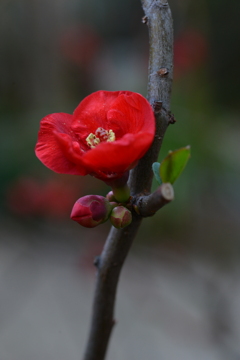 赤の情念　④。。。！