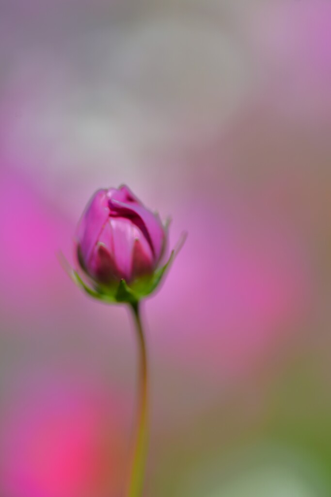 薄紅のコスモスが秋の日の　④。。。！