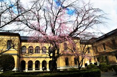 旧京都府庁の春　③。。。！