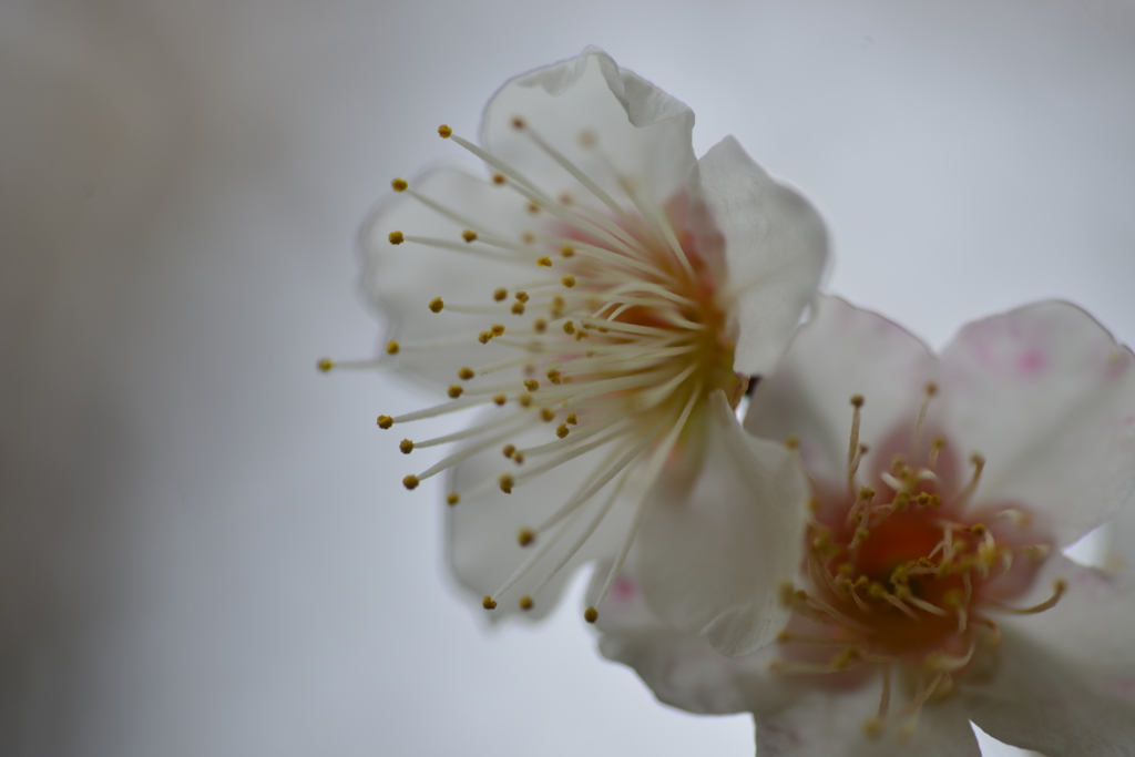 白いベールの花たち　④。。。！