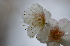 白いベールの花たち　④。。。！
