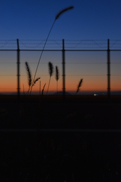 夕暮れのフェンス通り　➂。。。！