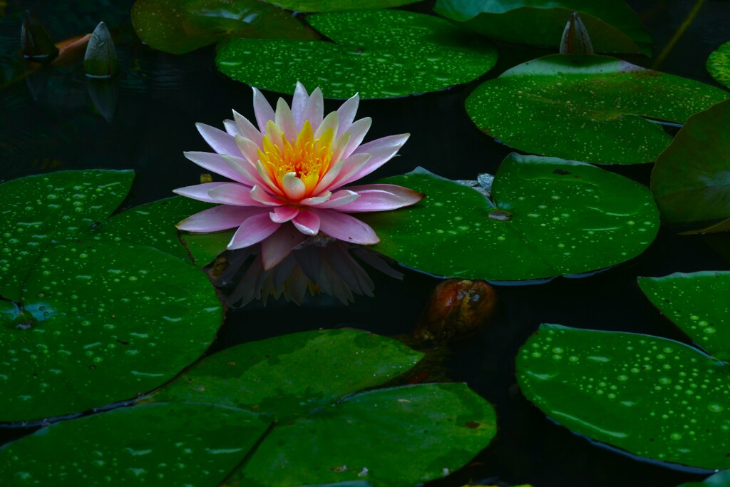 雨の日の情景　⑥。。。！