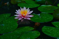 雨の日の情景　⑥。。。！