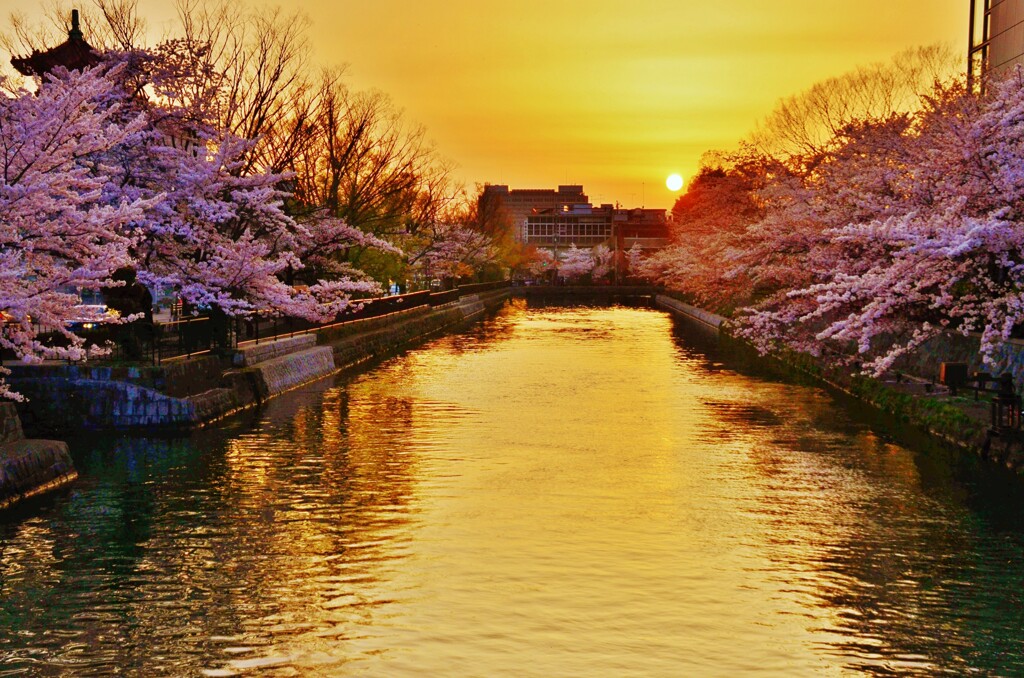 想い出桜．．疎水の夕暮　。。。！