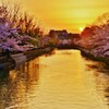 想い出桜．．疎水の夕暮　。。。！