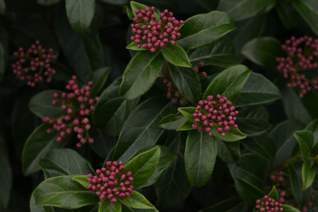 春咲き小花　①。。。！