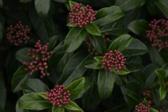 春咲き小花　①。。。！