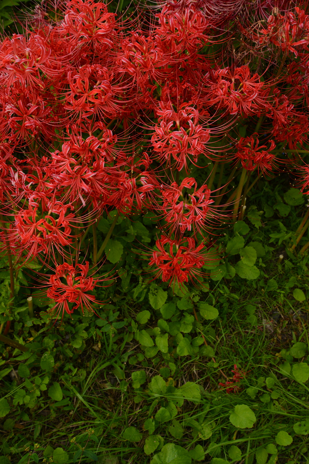 秋に燃ゆる　②。。。！