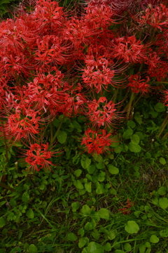 秋に燃ゆる ②。。。! 秋に燃ゆる ②。。。!