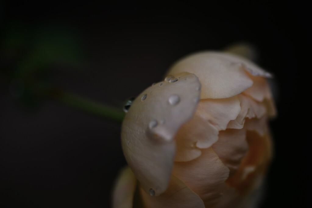 雨にぬれても　➂。。。！