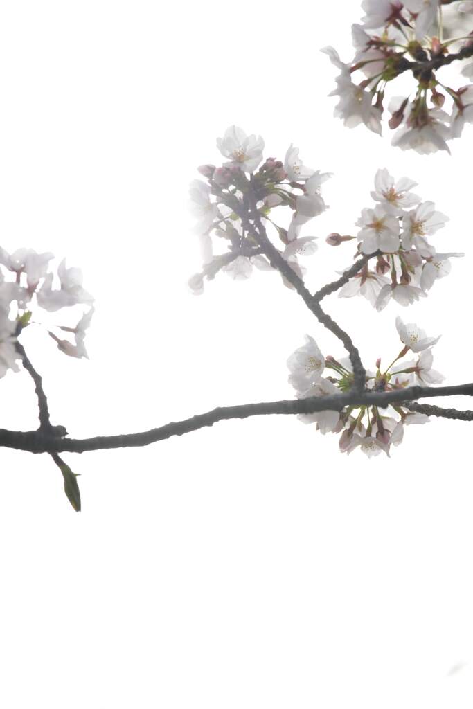 さくらの詩　⑤。。。！