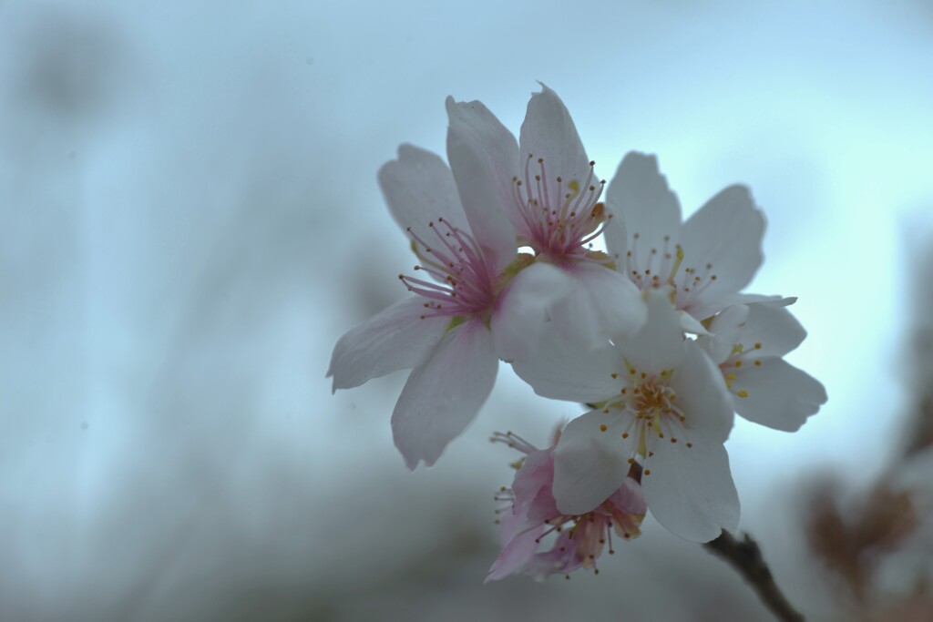 冬櫻　➂。。。！