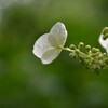 六月．．生まれたばかりの　➂。。。！