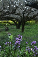 朝露の輝き　⑤。。。！