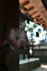 回廊に夏の風　③。。。！