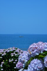紫陽花と初夏の海。。。！