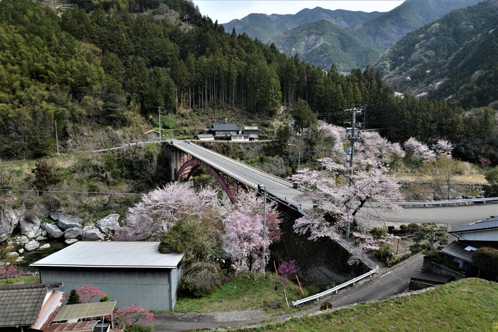 高原の町にも春が来た。。。！