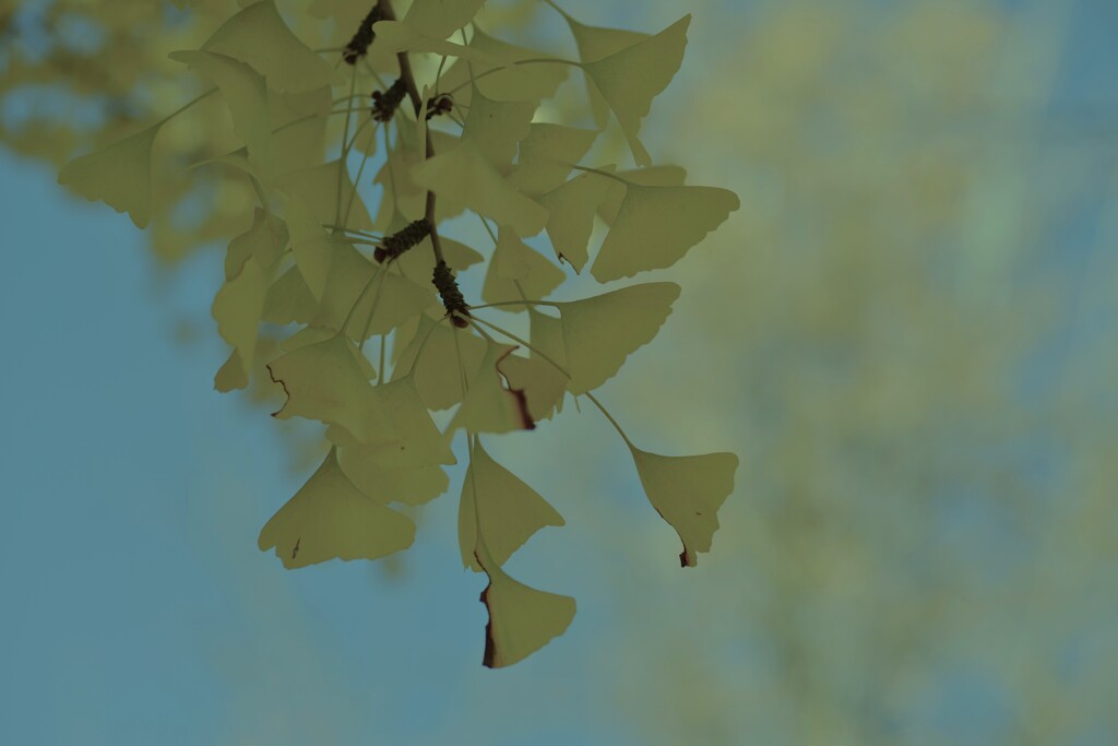 一夜の夢　②。。。！