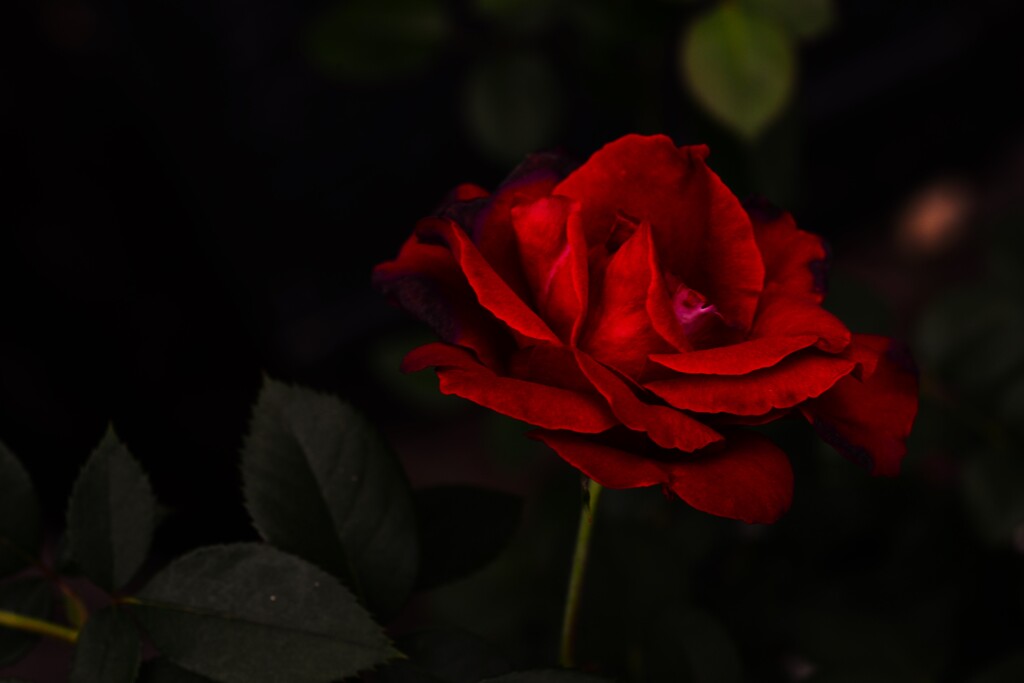 情熱のカルメン幻想曲　①。。。！