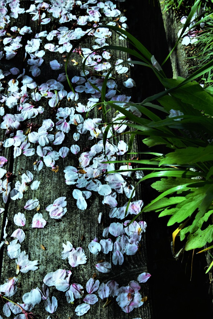 愛おしくも散る花たちへ　①。。。！