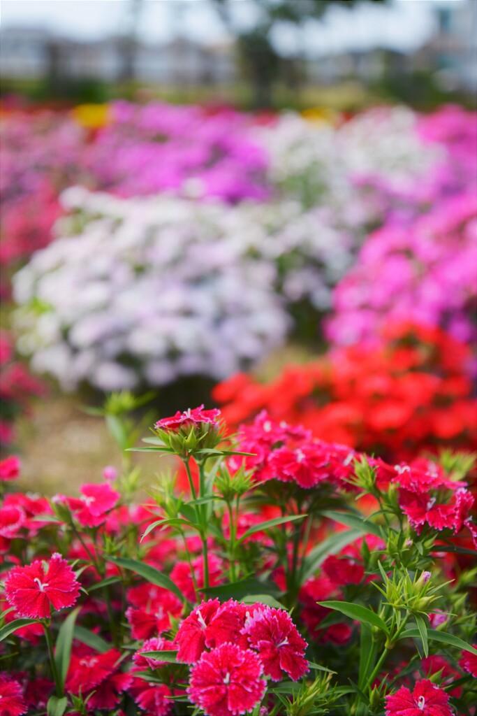 彩る花たちへ　①。。。！