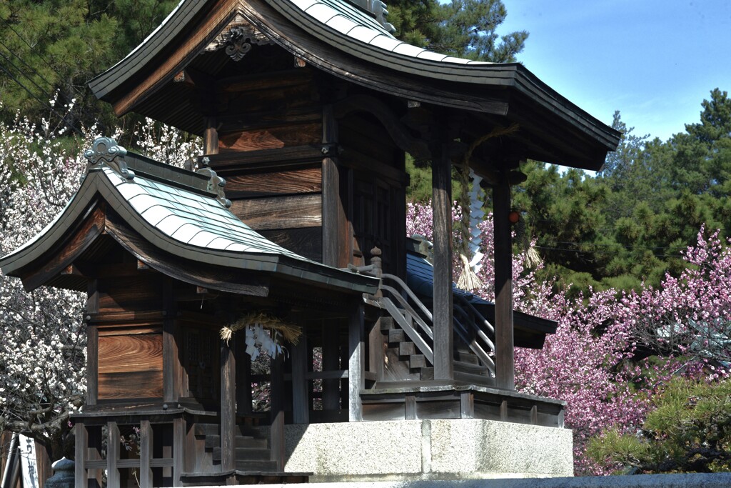 春の綱引神社　②。。。！