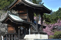 春の綱引神社　②。。。！