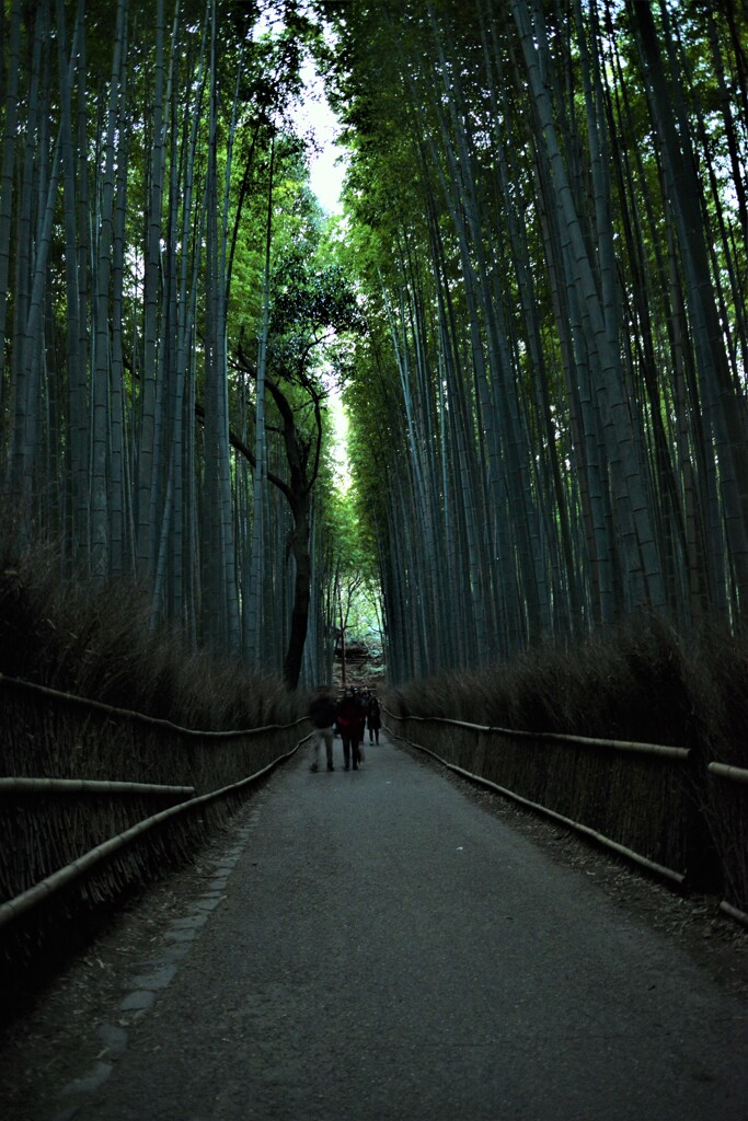 嵯峨野点描⑦。。。！