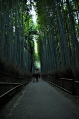嵯峨野点描⑦。。。！