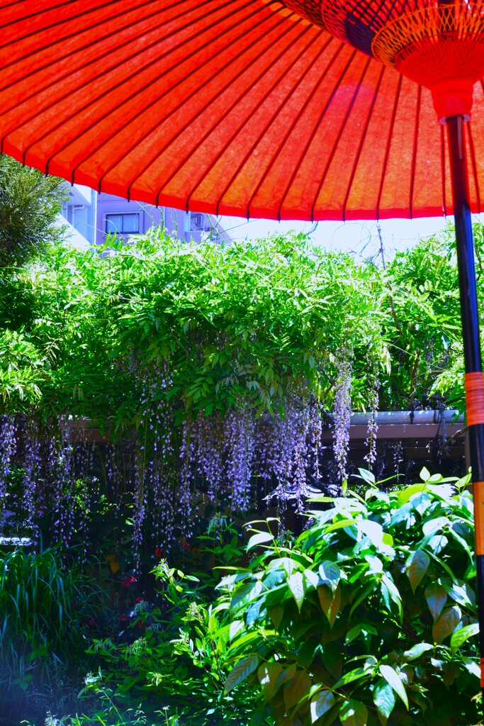 妖艶な紫雲　④。。。！