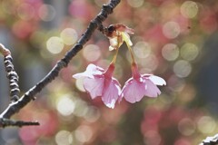 春の伝道師　➂。。。！