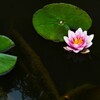 雨上がりの華　①。。。！
