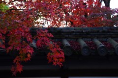 秋の忘れ物　➂。。。！