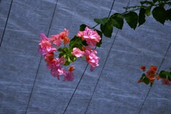 真夏の花．．ブーゲンビリア　②。。。！