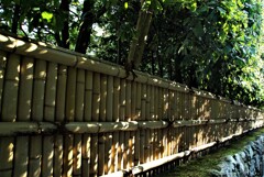 竹垣沿いの春。。。！