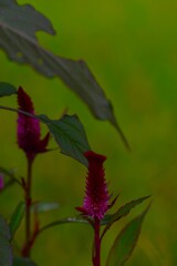 秋花の詩　④。。。！