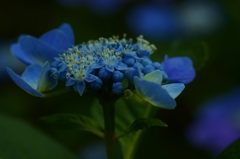 青の伝説　②。。。！