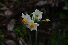 路傍の花　①。。。！