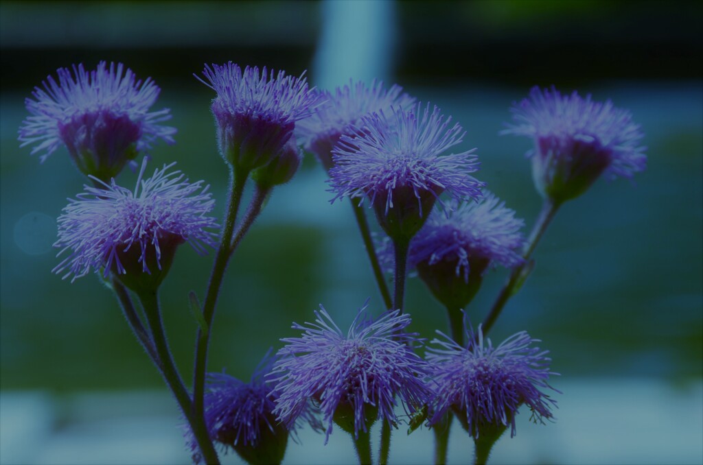 秋のメッセンジャー　③　。。。！