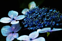 紫陽花の悲しみは　①。。。！