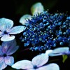 紫陽花の悲しみは　①。。。！