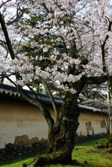 土塀＆古木