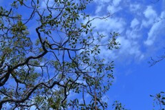 冬の晴れ間　。。。！