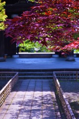 五月晴れの紅葉。。。！