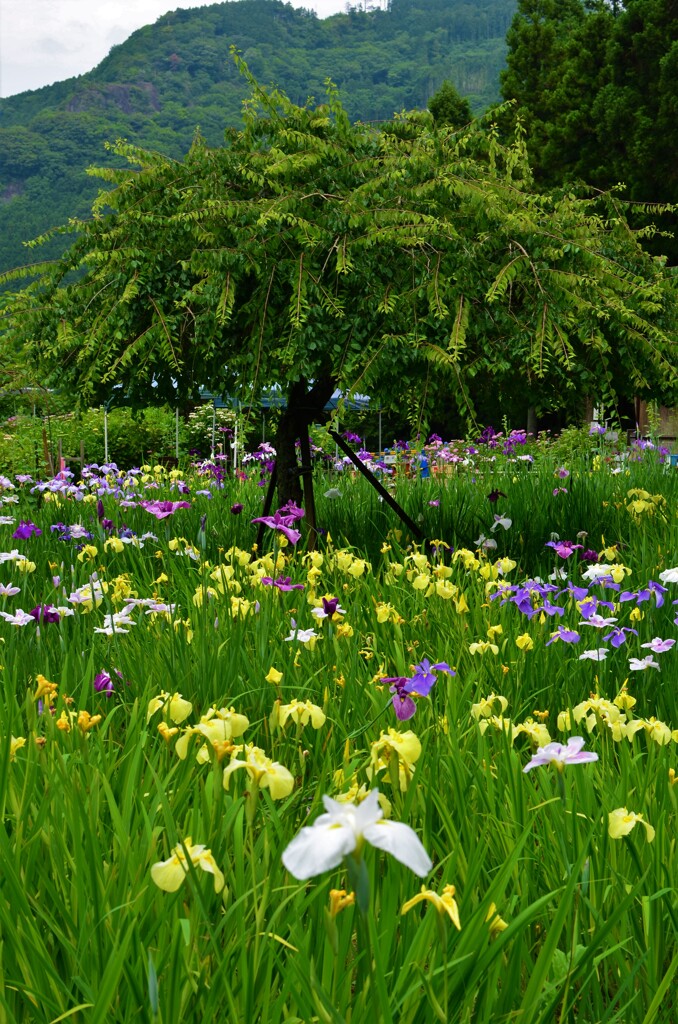 山の花楽園　①。。。！