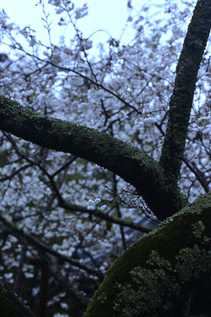 雨に濡れても　①。。。！